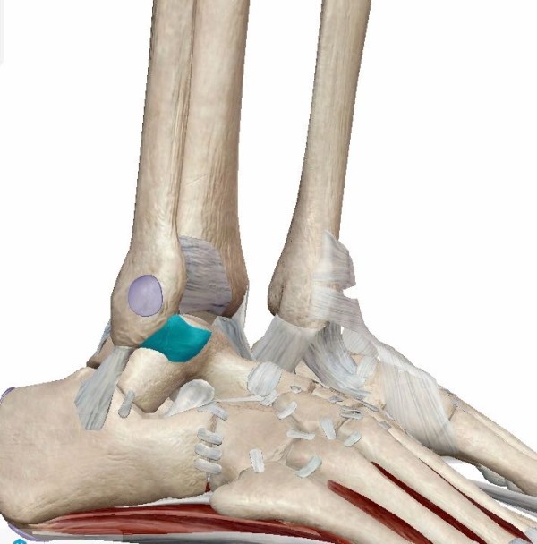 足の外くるぶし周りが痛い！　最も多い「内反捻挫」とはサムネイル